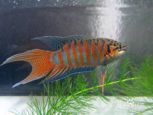 国斗鱼怎么养才长得快