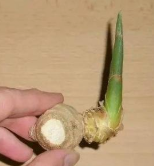 大蒜、洋葱、生姜、土豆发了芽还能吃吗？