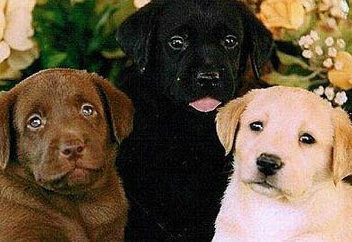 如何饲养拉布拉多 科学合理的喂养