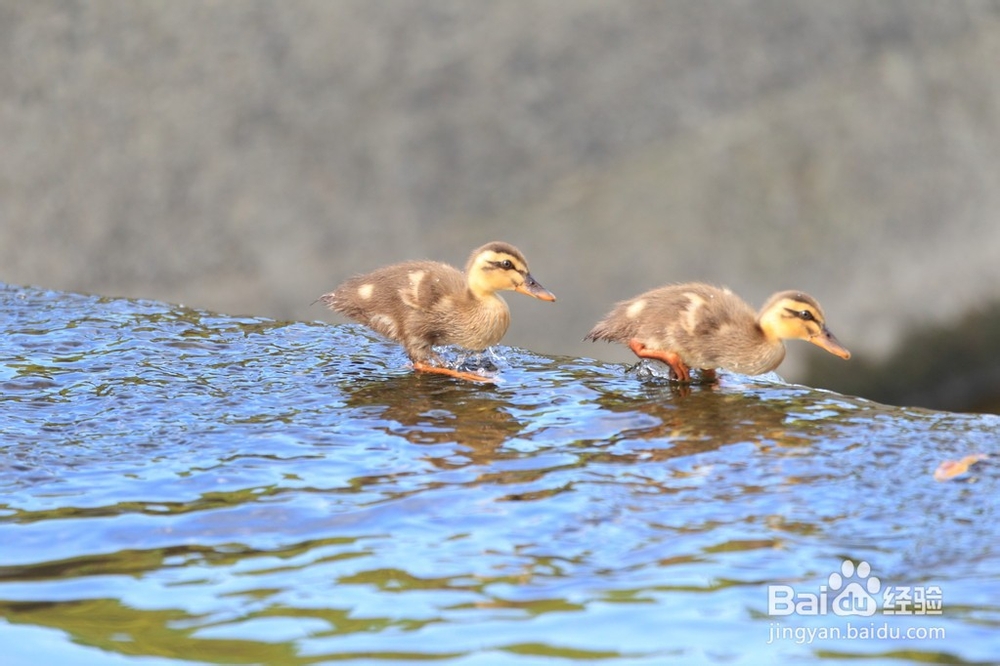 孩子不肯午睡 逼着睡or随便他