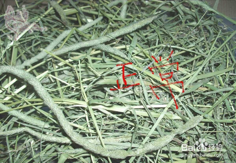 如何鉴别牧草--兔子食物