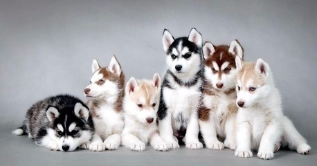 被狗咬伤后应如何进行急救?