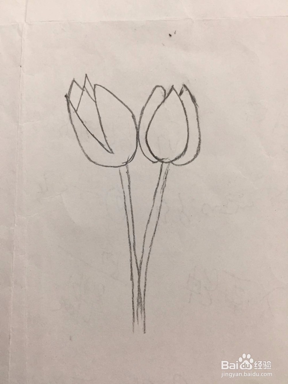 简笔画郁金香的画法