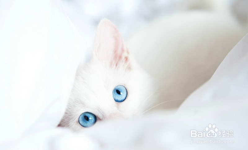 被猫抓了怎么办
