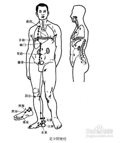 中医经络知识之足少阴肾经图解