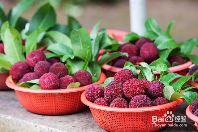 杨梅酒最正中的做法