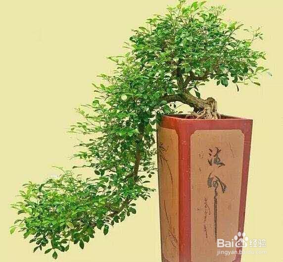 花香胜桂花，阳台上养一盆，天天都有好空气！