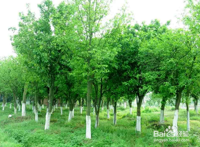 香泡树的养护方法