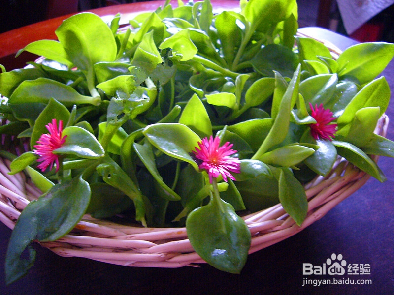 爽口凉菜——生拌穿心莲