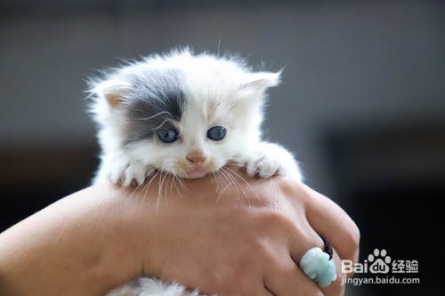 如何简单护理猫妈妈和幼猫