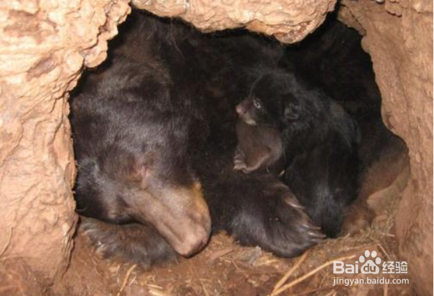 熊是怎么冬眠的