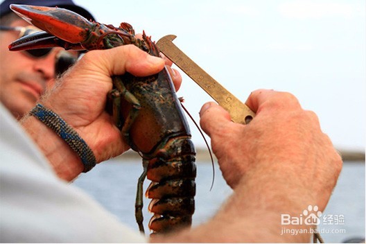 跳入龙虾大坑前,先读这篇入坑说明书