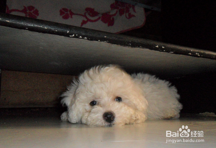 狗狗拉肚子的治疗方法？七个月的狗狗拉肚子