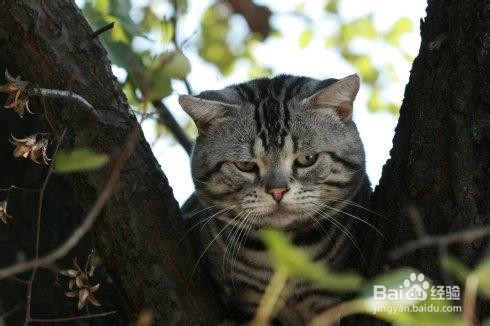猫咪为什么喜欢高处?高处有哪些吸引力?