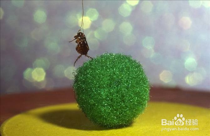 身上有跳蚤怎么彻底清除