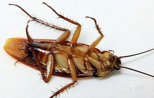 杀蟑螂最有效的方法