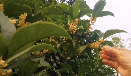 桂花怎么收集处理