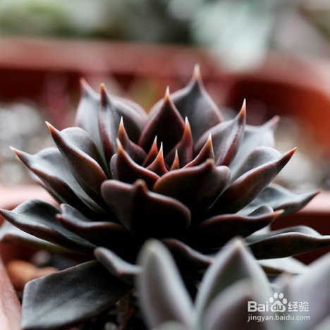 5种多肉植物中的