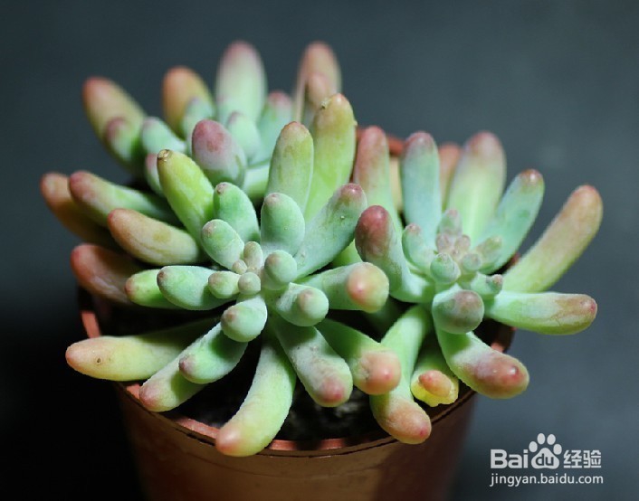 北方冬季多肉植物养植注意事项