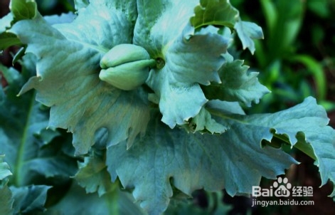 虞美人与罂粟花怎样区别