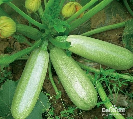 这几种食物通便润肠效果好轻松解决便秘问题! B