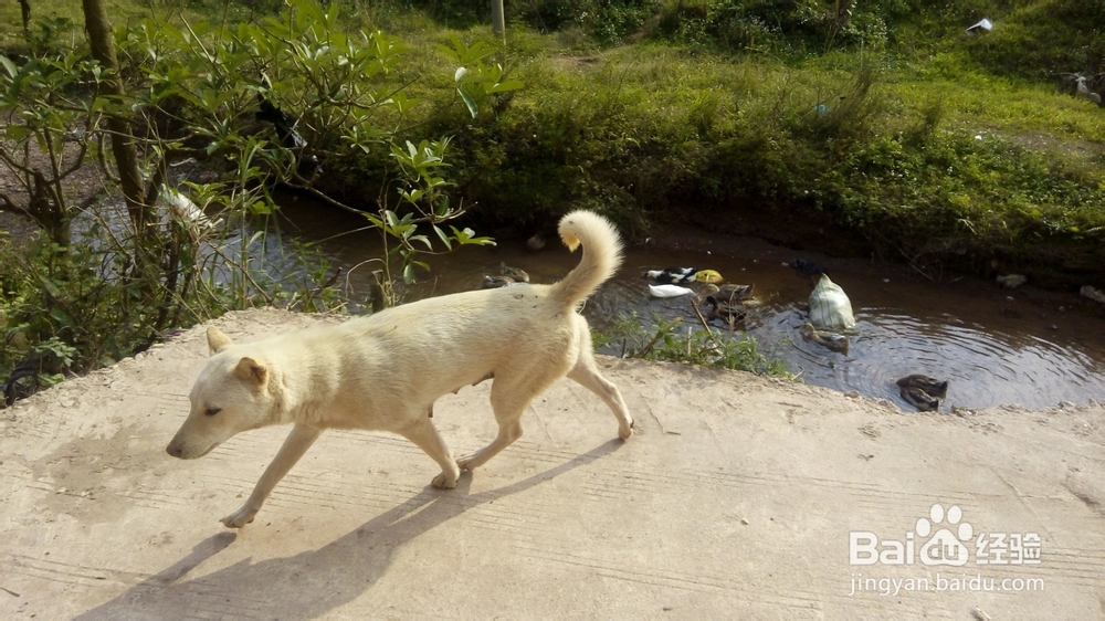 30分钟获取陌生狗狗的礼貌和信任