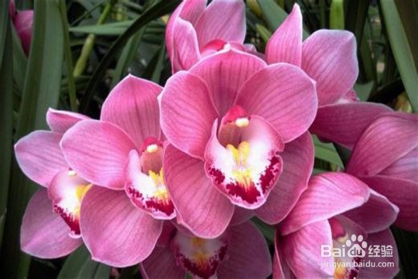 大花蕙兰的养殖方法和注意事项有哪些?