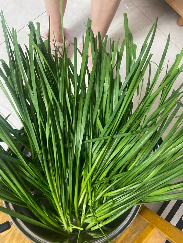 韭菜鸡蛋馅饺子