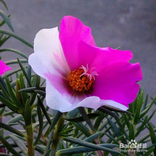 太阳花怎么掐头爆盆