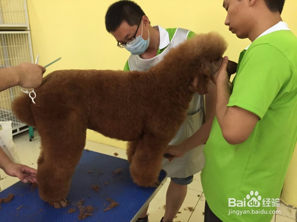 学宠物美容之后开店怎么样