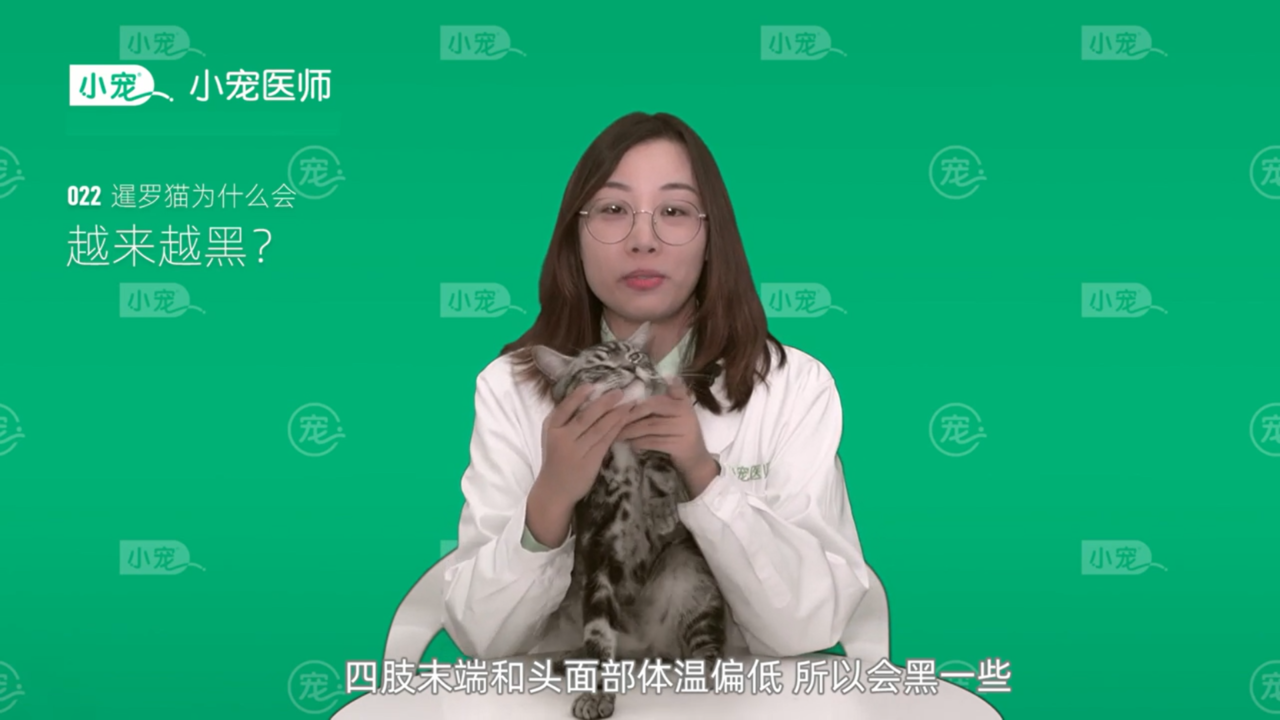 暹罗猫为什么会越来越黑