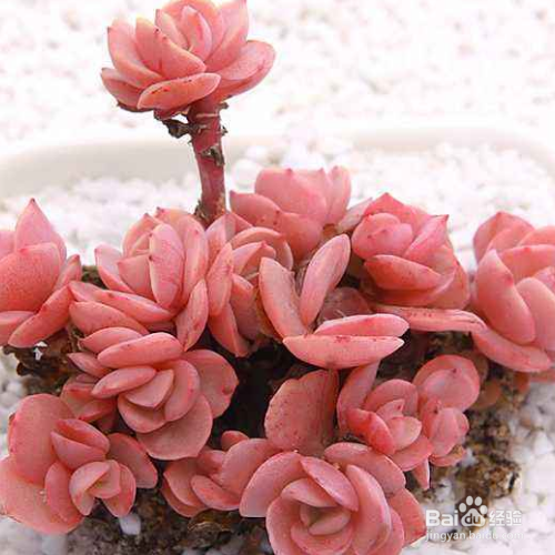 秀妍的培育方法和注意事项