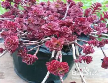 冬季怎样养护多肉植物小球玫瑰？