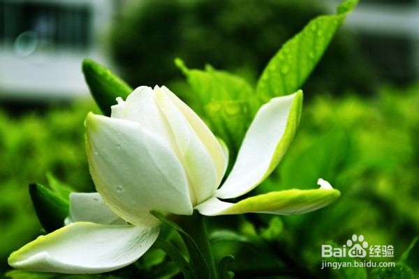 栀子花叶子发黄怎么办