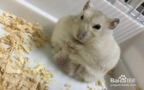 养仓鼠我们要注意些什么呢？
