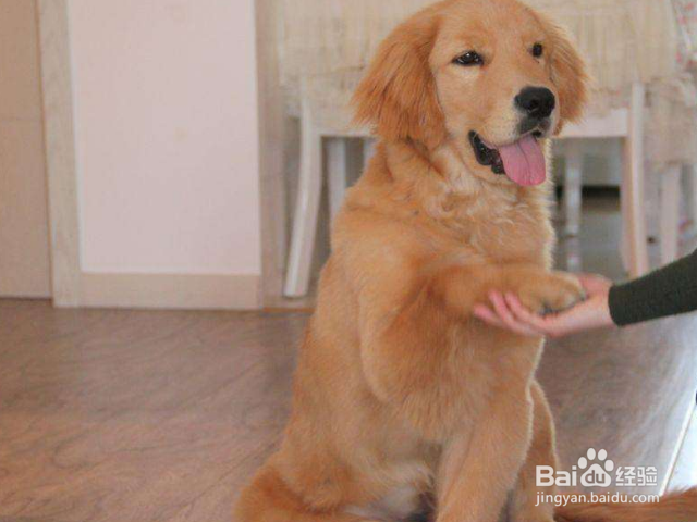 怎么训练狗狗唤回技能？