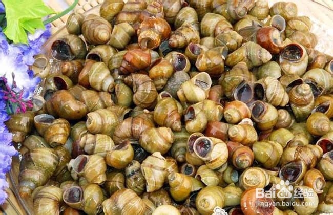 田螺如何清洗干净?