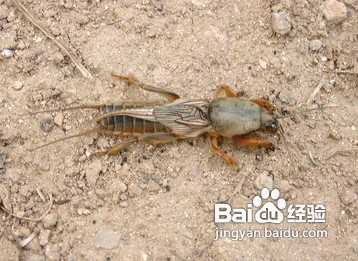 家中常见昆虫的鉴别方法