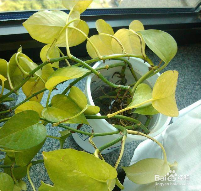 绿萝叶子发黄是什么原因