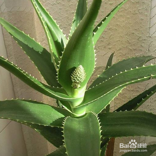 芦荟长黑斑应该怎么办呢？