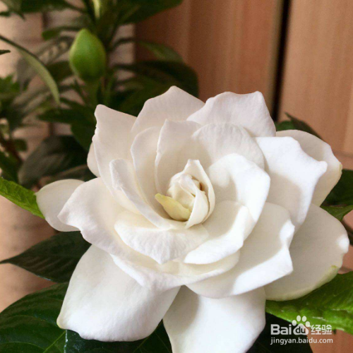 刚刚移植过来的栀子花叶蔫了补救措施