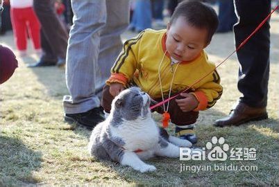 如何培养孩子与宠物间良好的关系