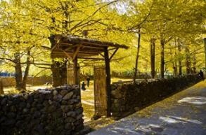 赏樱花赏银杏—赏醉美云南