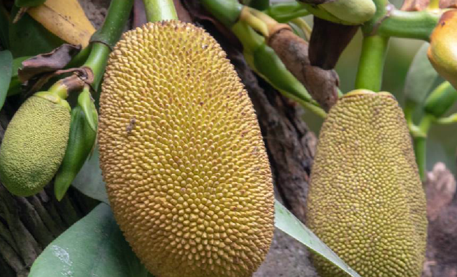 什么季节是吃菠萝蜜的季节