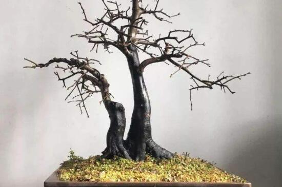 迎春花盆景的养殖方法是什么