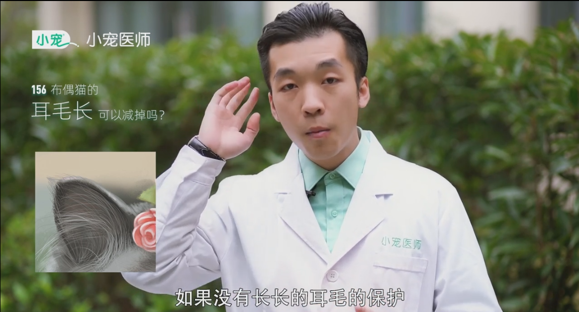 布偶猫的耳毛长可以减吗