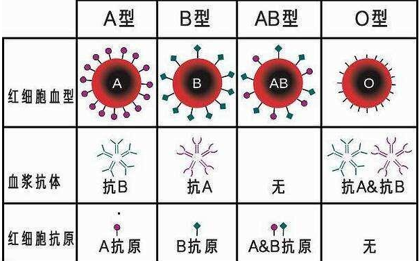 abo和信息素是什么