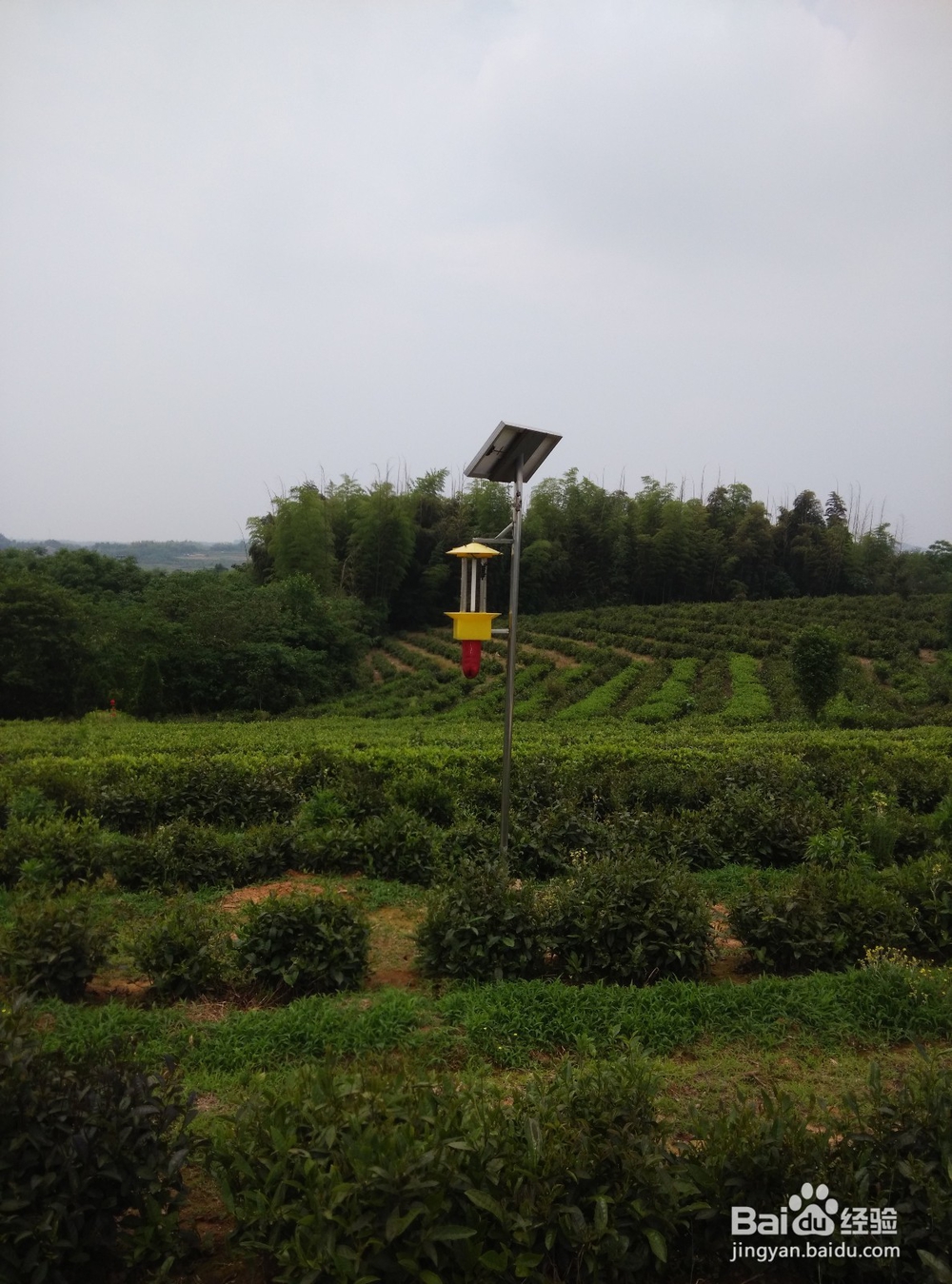 茶叶灭虫灯为何在茶园害虫防治中更受茶农喜爱?