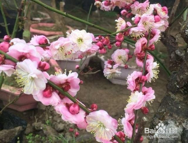 腊梅花苞掉落怎么解救