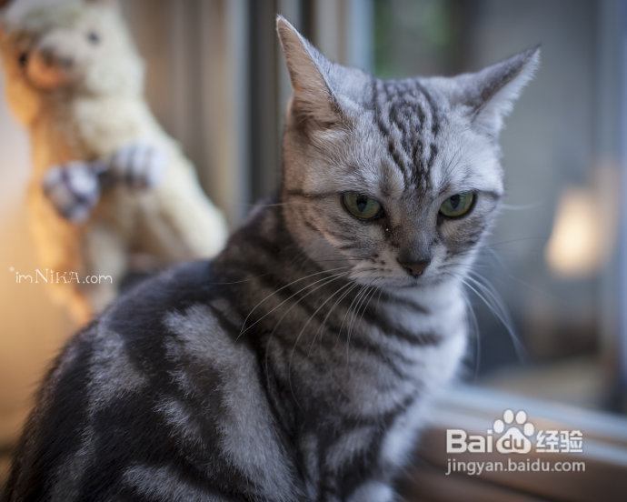 【台湾探店】复古混搭空间邂逅百变萌喵，自然醒咖啡公寓